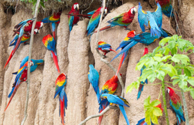 Colpa Mealy Parrots, Peru, Fotograf Jeff Cremer