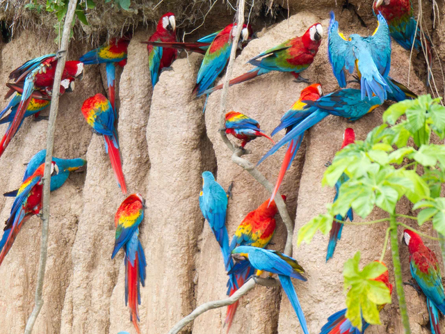 Colpa Mealy Parrots, Peru, Fotograf Jeff Cremer