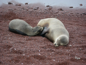 Tierwelt Galápagos