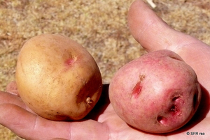 Kartoffeln Peru