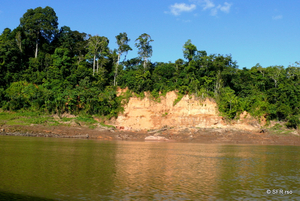 Fluss Urwald Peru