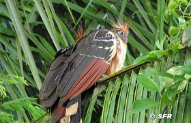 Hoazin Vogel im Urwald von Peru