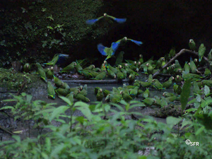 Papageien Lehmlecke in Peru