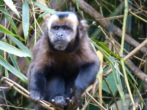 Haubenkapuziner-black-capped-capuchin-Manu