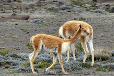 Vicuñas Peru