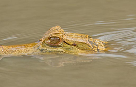 Krokodil im Nationalpark Tambopata, Peru