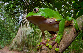 Frosch im Nationalpark Tambopata, Peru