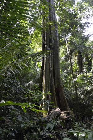 Urwald Baum Peru
