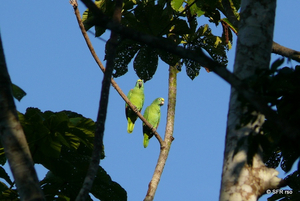 Papageien in Peru