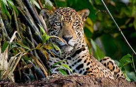 Leopard im Tambopata Nationalpark, Peru