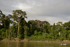 Capirona Baum Nationalpark Manu Peru